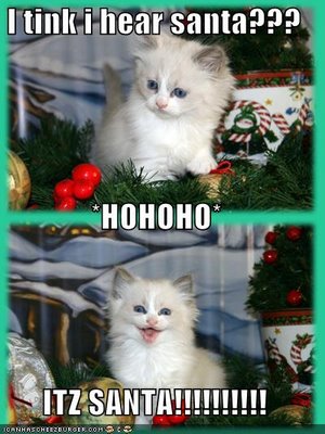 funny-pictures-its-santa-cat